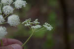 Hairy angelica